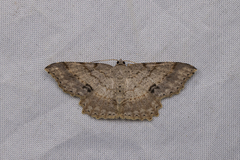 Calletaera subexpressa