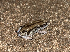 Kassina senegalensis