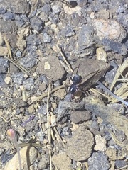 Liocranidae