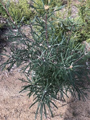 Banksia cunninghamii