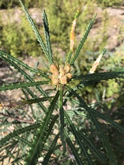 Banksia cunninghamii