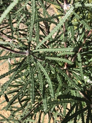 Banksia cunninghamii