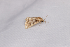 Callopistria exotica