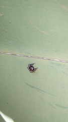 Evarcha denticulata