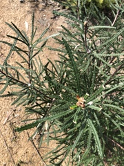 Banksia cunninghamii