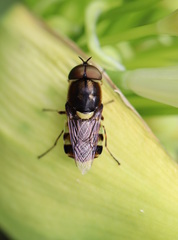 Odontomyia hunteri