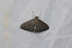 Omiodes tristrialis