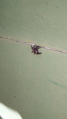 Evarcha denticulata