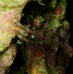 Alicia pretiosa