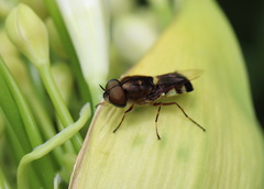 Odontomyia hunteri