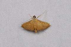Mabra nigriscripta