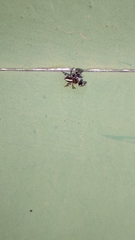 Evarcha denticulata