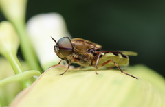Odontomyia hunteri