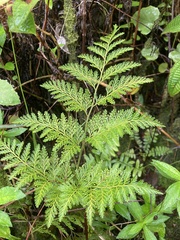 Davallia fejeensis