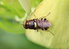 Odontomyia hunteri