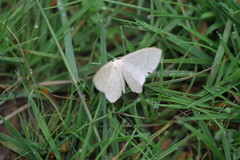 Scopula floslactata