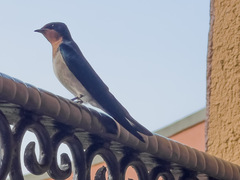 Hirundo angolensis