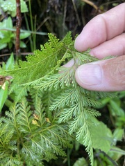 Davallia fejeensis