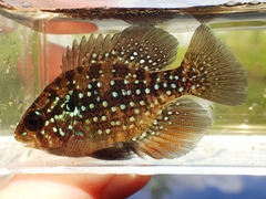 Enneacanthus gloriosus