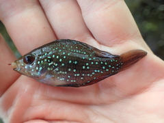 Enneacanthus gloriosus