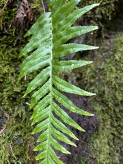 Polypodium glycyrrhiza