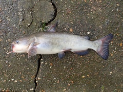 Ameiurus catus