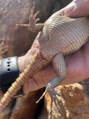 Pseudocordylus microlepidotus
