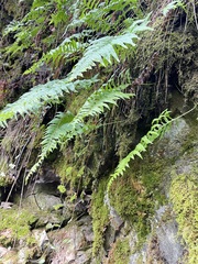 Polypodium glycyrrhiza