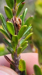 Pultenaea tuberculata