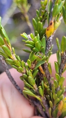 Pultenaea tuberculata