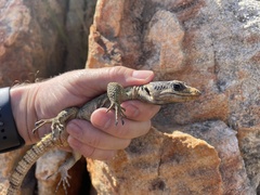 Pseudocordylus microlepidotus