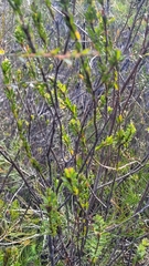 Pultenaea tuberculata