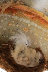 Hirundo neoxena