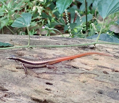 Sphenomorphus dussumieri