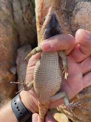 Pseudocordylus microlepidotus
