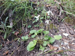 Viola cunninghamii