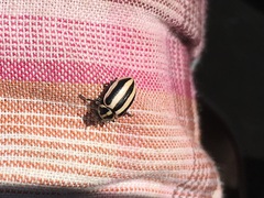 Paranaemia vittigera