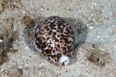Cypraea tigris