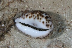 Cypraea tigris