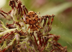 Salsa brisbanae