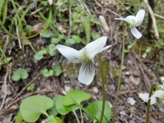 Viola cunninghamii