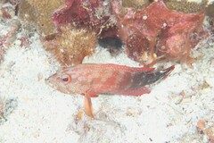 Cephalopholis urodeta