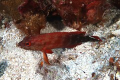 Cephalopholis urodeta
