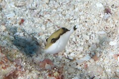 Sufflamen chrysopterum