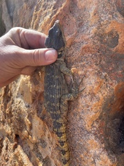 Pseudocordylus microlepidotus