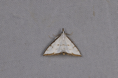 Ramila acciusalis