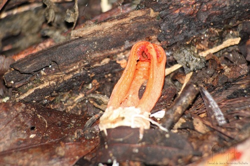 Laternea triscapa