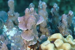 Porites rus