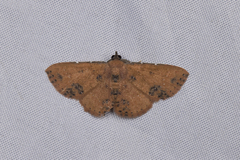 Corgatha tornalis