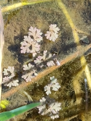 Azolla rubra